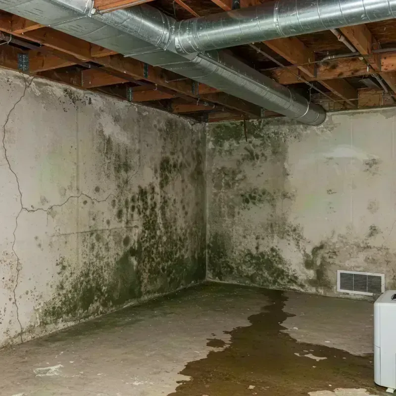 Professional Mold Removal in Lindenhurst, IL